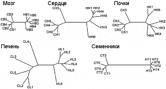 Различия в уровне экспрессии тканеспецифичных генов между людьми (H, от human) и шимпанзе (C, от chimp). Длина отрезков пропорциональна различиям в уровне экспрессии и нарисована в едином масштабе для всех тканей (мозг, сердце, почки, печень, семенники). Рис. из статьи Khaitovich et al. 2005