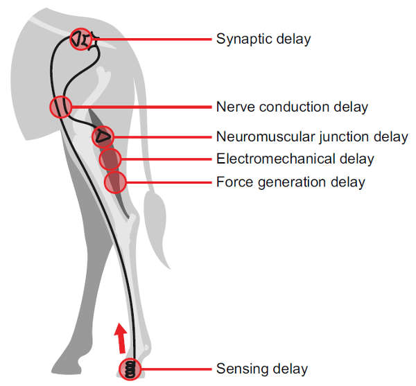 Рис. 1. Источники сенсомоторной задержки моносинаптического рефлекса у жирафа.