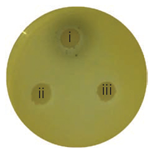 Рис. 2. i — бактерии Delftia acidovorans, ii — бактерии Delftia acidovorans с «выключеннымы» генами NRPS(нерибосомных пептид-синтетаз), iii — бактерии Cupriavidus metallidurans