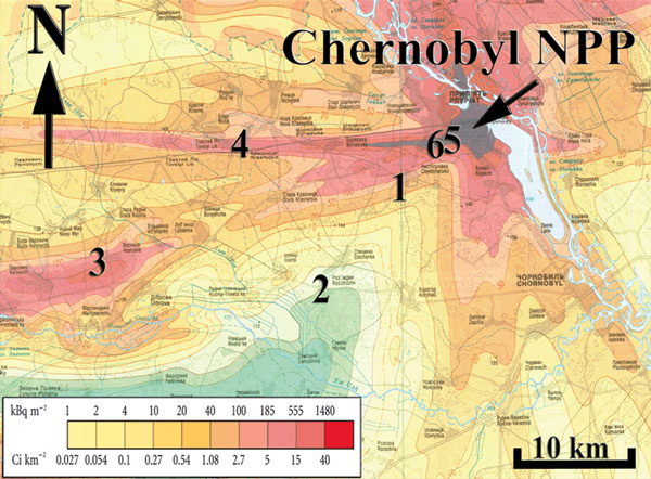 Места сбора белополосой кобылки Chorthippus albomarginatus в окрестностях Чернобыля