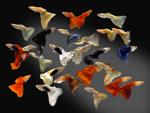 Самцы гуппи поражают разнообразием окраски. Правда, на этом снимке не дикие формы, а породы, выведенные аквариумистами. У диких хвосты поменьше, а окраска их более пятнистая, не монотонная (фото с сайта hometown.aol.com)