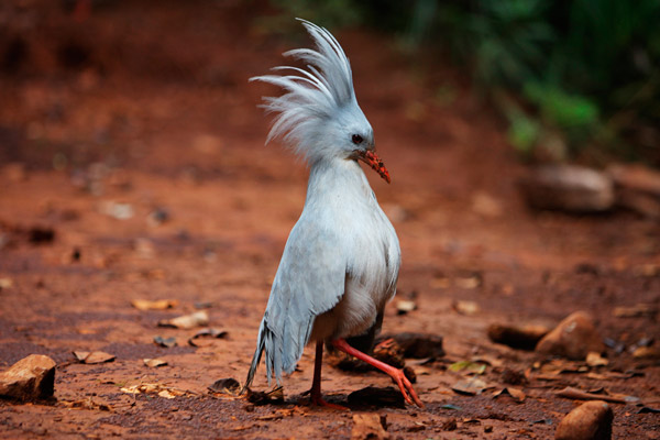 <b>Рис. 1.</b> Кагу (<i>Rhynochetos jubatus</i>)