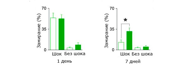 Сравнение забывчивости мышат с разной интенсивностью нейрогенеза