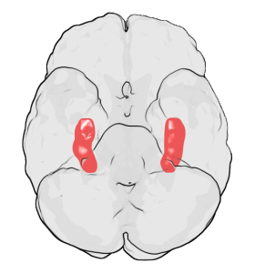 Гиппокамп — парная структура мозга, играющая ключевую роль в преобразовании приобретенного опыта в долговременную память (вид с нижней стороны мозга). Изображение с сайта ru.wikipedia.org