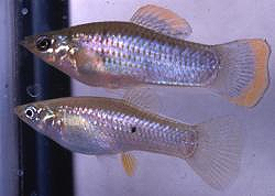 Мексиканская пецилия Poecilia mexicana (вверху — самец, внизу — самка)