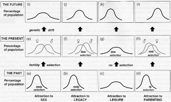 Схема естественного отбора в человеческой популяции по четырем признакам, имеющим отношение к интенсивности размножения: половое влечение (a, e, i); стремление к оставлению наследия (b, f, j), стремление к досугу (c, g, k); влечение к воспитанию детей (d, h, l). В каждом случае «колоколообразная» кривая показывает относительное распределение в популяции выраженности данного признака. Если признак теряет свою селективность (перестает активно поддерживаться естественным отбором), то он «размывается» генетическим дрейфом, и кривая становится более пологой, что соответствует существованию в популяции многих разных вариантов. Если по какому-то признаку мужчины и женщины существенно различаются, то приведены две кривые. Если значение данного признака возрастает, всё распределение смещается вправо, если ослабевает — влево. Нижний ряд соответствует ситуации в доисторическом прошлом, средний ряд — в настоящем, верхний ряд — в будущем. (Словарь: selection — отбор, genetic drift — генетический дрейф, fertility selection — отбор по плодовитости, no selection — нет отбора.) Рис. из обсуждаемой статьи в OIKOS