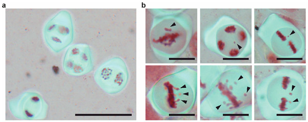 Рис. 2. Мейоз материнских клеток пыльцы у обычного и аутотетраплоидного табака