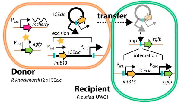 Рис. 1. Схематический принцип переноса ICE от клетки-донора к реципиенту