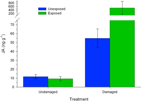 Рис. 4. Уровень жасмоновой кислоты в листьях золотарника после обработки феромоном пестрокрылки и после того, как жук-листоед питался этими листьями в течение 6 часов
