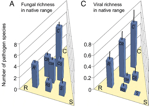 Число видов патогенных грибов (A) и вирусов (C) обнаруженных у растений вселенцев в местах их исконного обитания. Нижняя плоскость графика соответствует разным жизненным стратегиям растений (по Ф. Грайму). C — конкуренты (Competitors); R — рудералы (Ruderals); S — стресс-толеранты (Stress- tolerators). Промежуточные стратегии обозначены двумя или тремя буквами. Видно, что наибольшее число патогенных грибов и вирусов содержат «конкуренты», а наименьшее — «стресс-толеранты». Рис. из обсуждаемой статьи в PNAS