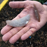 Серповидное орудие для ловли птиц и остроконечники для охоты на морского зверя и рыбу. Эти орудия были найдены на островах Чаннел близ побережья Калифорнии. Фото из обсуждаемой статьи Michael Balter в Science