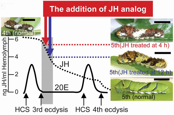 Уровень ювенильного гормона (ЮГ, JH, juvenile hormone; в нанограммах на миллилитр) гемолимфы гусеницы и другого гормона — экдистерона (он же 20-гидроксиэкдизон, 20E, 20-hydroxyecdisone). HSC (head capsule slippage) — сбрасывание старой оболочки головной капсулы (в начале линьки); 3rd ecdysis и 4th ecdysis — моменты завершения 3-й и 4-й линьки. Нормальная гусеница пятого возраста (в правом нижнем углу) окрашена в зеленый цвет с несколькими черными полосками и имеет гладкие покровы. В результате воздействия аналога ЮГ (the addition of JH analog) на перелинявшую 4 часа назад гусеницу четвертого возраста (показано красным) из нее впоследствии образуется гусеница пятого возраста, похожая на птичий помёт, как нормальная гусеница четвертого возраста (в левом верхнем углу). Если то же воздействие оказать на гусеницу четвертого возраста через 12 часов после линьки (показано синим), то облик гусеницы пятого возраста будет промежуточным между нормальным и сходным с птичьим помётом. Масштабный отрезок, по-видимому, 1 см (в статье сказано «1 мм», но это, вероятно, опечатка). Иллюстрация из обсуждаемой статьи в Science