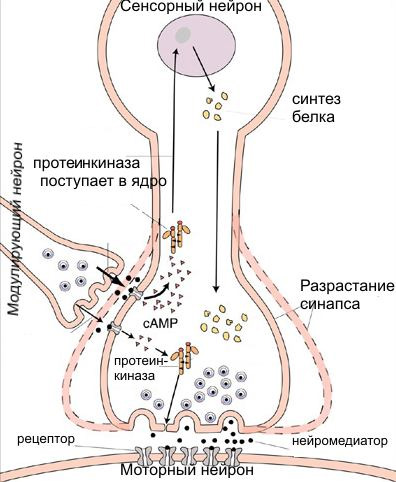 За эту картинку Эрику Канделу дали Нобелевскую премию. Здесь показано, как в простейшей системе из трех нейронов формируется кратковременная и долговременная память