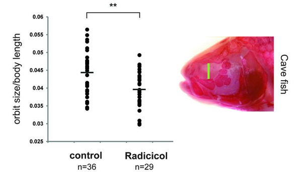 Изменчивость диаметра глазниц у мальков пещерных форм: в необработанном контроле (левый столбик) и у обработанных радициколом