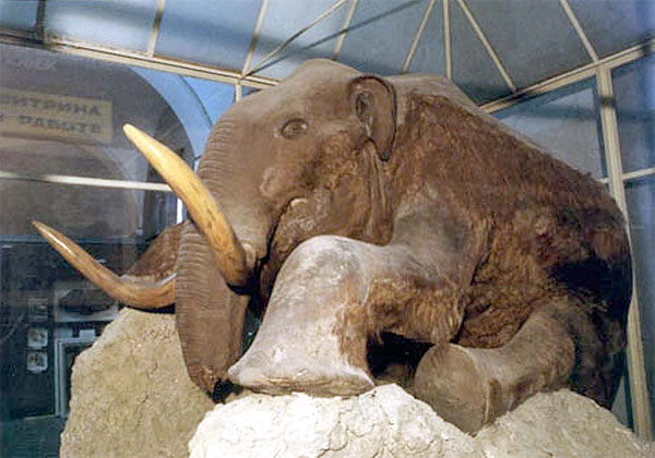 «Березовский мамонт» — чучело мамонта, целиком сохранившегося в вечной мерзлоте на берегу реки Березовка (приток Колымы). Перевезен в Зоологический музей Академии наук в Петербурге в 1901 году. Это был крупный самец, погибший в возрасте примерно 50 лет. Находке 44 тыс. лет. Волосяной покров частично утерян. Фото с сайта www.zin.ru