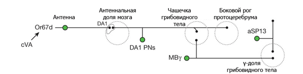 Схема нейронной сети, обрабатывающей информацию о феромоне cVA