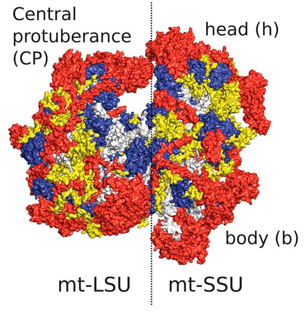 Белки миторибосомы человека