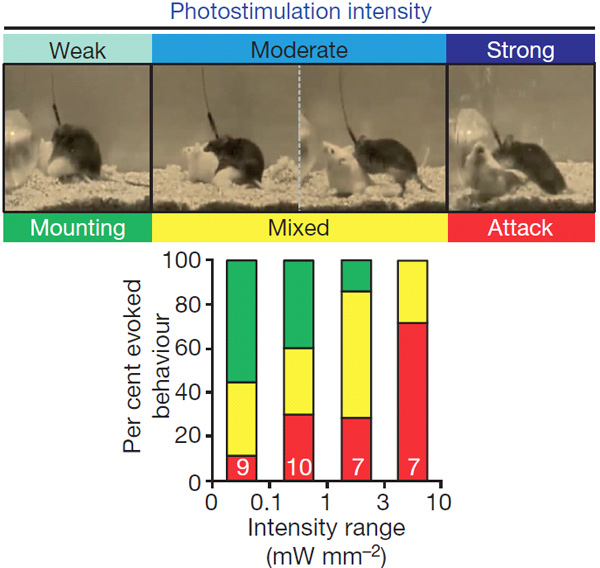 Рис. 2. В зависимости от интенсивности стимуляции нейронов Esr1+ самцы либо пытаются вскарабкаться на другого самца, либо нападают, либо демонстрируют смешанную реакцию