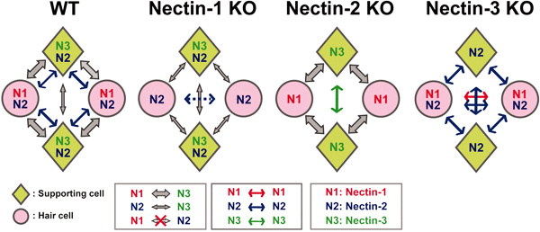 Рис. 5. Схема организации расположения волосковых клеток и клеток сопровождения у мышей дикого типа и у нокаутов по нектину-1, нектину-2 и нектину-3. Изображение из обсуждаемой статьи в Science