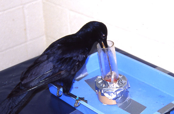 Новокаледонская галка (Corvus moneduloides), пользуясь палочкой с крючком на конце, вытаскивает из цилиндра корзинку с лакомством. © Alex Weir. Из книги «Animal Intelligence: From Individual to Social Cognition»