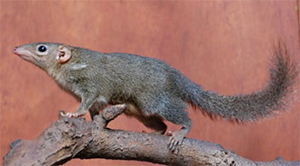 Малайская тупайя Tupaia belangeri