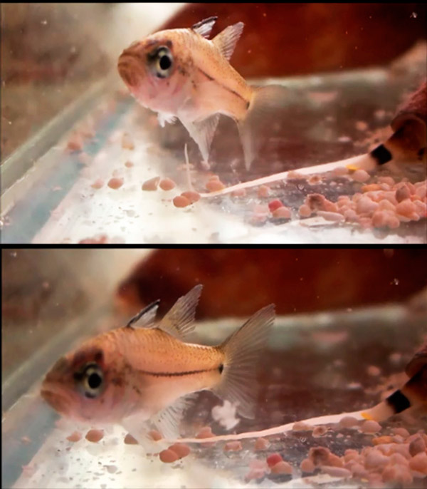 Рис. 2. Моллюск Conus tessulatus пытается атаковать рыбу