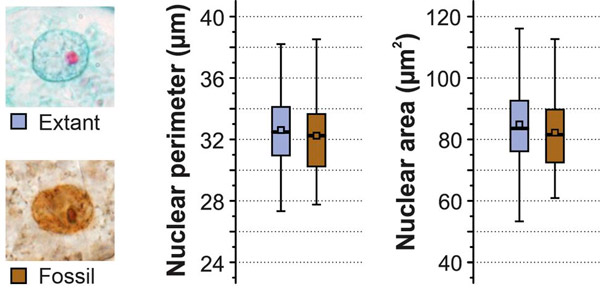 Образцы современного и ископаемого представителей чистоуста