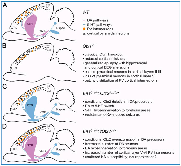 Действие мутаций Otx-генов на мозг мыши