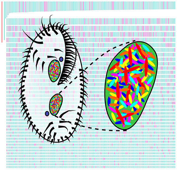 Рис. 1. Схематичное изображение инфузории Oxytricha trifallax и ее уникального генома на обложке номера журнала PLOS Biology, в котором опубликована статья