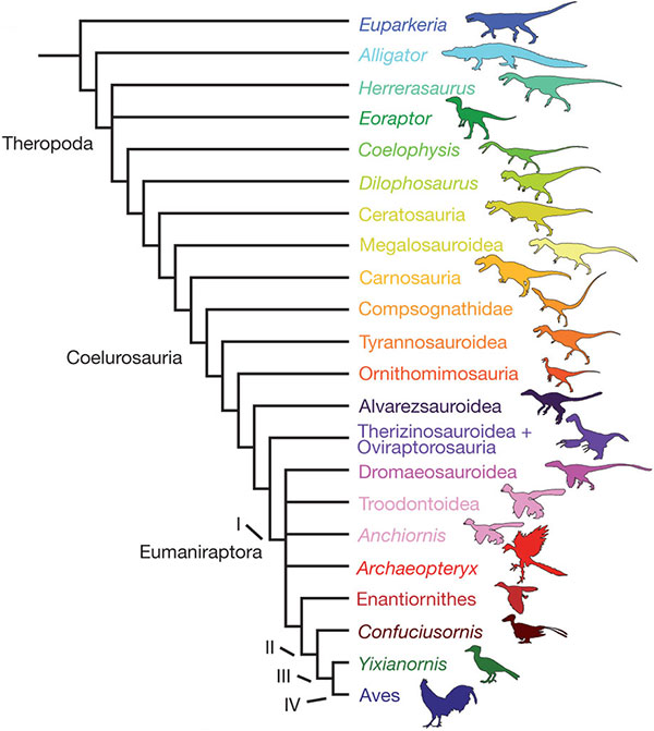 Рис. 2. Родственные связи архозавров, рассматриваемых в обсуждаемой работе. В верхней части дерева — примитивный архозавр (текодонт) Euparkeria и аллигатор; все прочие, включая современных птиц (Aves), относятся к динозаврам-тероподам