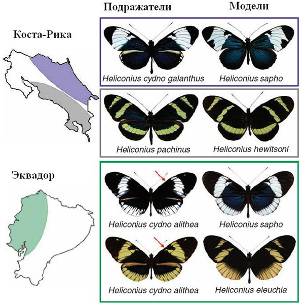 Мимикрия у ядовитых бабочек рода Heliconius: редкие формы маскируются под более массовых, чтобы хищники быстрее учились не нападать на них. Рис. из обсуждаемой статьи в Science
