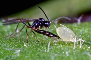 Третий исследованный вид наездников, Diaeretiella rapae, тоже заражающий тлю. Фото с сайта www.rothamsted.bbsrc.ac.uk