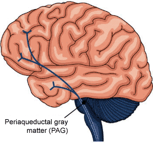 Расположение области periaqueductal gray matter (PAG). Рисунок с сайта http://highered.mcgraw-hill.com.