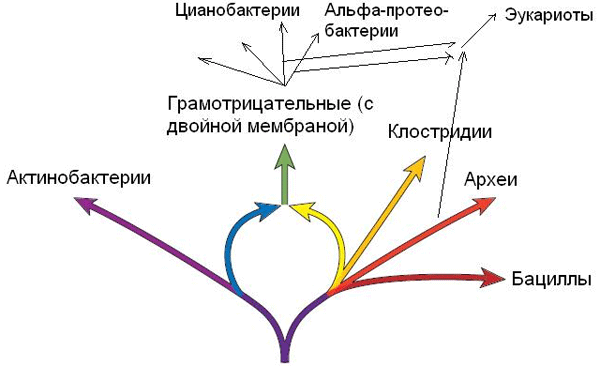 Рис. 1. «Прокариотическое кольцо жизни». Схема ранней эволюции земной жизни, отражающая родственные связи пяти групп прокариот (актинобактерии, грамотрицательные, клостридии, археи, бациллы). Согласно гипотезе Д. Лейка, грамотрицательные бактерии с двойной клеточной мембраной возникли в результате слияния (эндосимбиоза) древней актинобактерии с древней клостридией. Схема с цветными стрелками — из обсуждаемой статьи Лейка в Nature. К этой схеме тонкими линиями пририсовано «эукариотическое кольцо жизни» (термин предложен ранее Риверой и Лейком, см.: Rivera, M. C. & Lake, J. A. The ring of life: evidence for a genome fusion origin of eukaryotes // Nature. 2004. V. 431. P. 152–155). Грамотрицательные бактерии подразделились на множество групп, одна из которых (альфа-протеобактерии) дала начало митохондриям, а другая (цианобактерии) — пластидам эукариот. Эукариоты появились в результате слияния археи с этими грамотрицательными бактериями