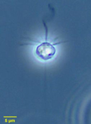 Pteridomonas — представитель мелких жгутиковых, специализирующихся на питании бактериями. Это типично гетеротрофный протист, не имеющий пластид. Фото с сайта starcentral.mbl.edu