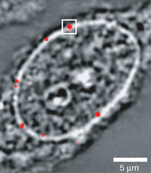 Квантовые точки входят в ядро. Изображение из обсуждаемой статьи в Nature