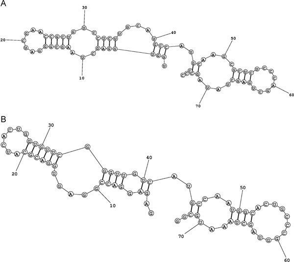 тРНК аланина у E. coli (A) и тРНК-подобный участок для аланина на 23S рРНК (B): линейная структура с двумя петлями