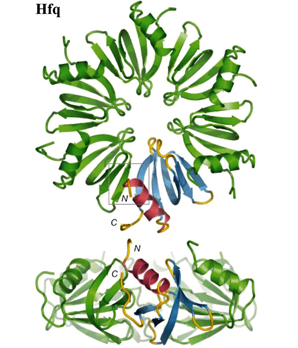 Рис. 3. Структура бактериального белка Hfq. Кольцевой гексамер белка Hfq, состоящий из шести молекул-мономеров, показан в двух ракурсах. На одном мономере выделены цветом его структурные элементы: красным отмечена альфа-спираль, синим выделены пять бета-слоев