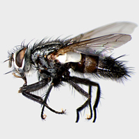 Гусеница бабочки Grammia incorrupta (семейство Arctiidae — медведицы) на растении Crotalaria pumila (семейство Fabaceae — бобовые). В этом и некоторых других кормовых растениях гусениц этого вида содержатся пирролизидиновые алкалоиды. Опыты показывают, что зараженные паразитами гусеницы склонны потреблять пищу, содержащую эти алкалоиды. Такой рацион вреден здоровым гусеницам, но полезен больным, потому что вредит паразитам сильнее, чем их хозяевам. Фото © Michael S. Singer с сайта sciencenow.sciencemag.org