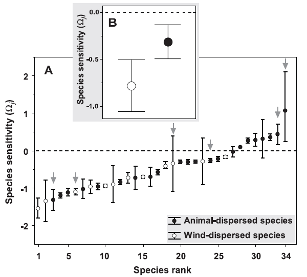 A — показатель чувствительности (species sensitivity) к сокращению площади лесов 34 видов деревьев, произрастающих в Испании; отражает зависимость встречаемости вида в том или ином районе от площади лесов. Черные кружки соответствуют видам, расселяющимся с помощью животных (animal-dispersed species), а белые — видам, расселяющимся посредством ветра (wind-dispersed species). Серыми стрелками отмечены виды-вселенцы. Отрицательные значения показателя говорят о снижении встречаемости вида при сокращении площади лесов. Виды деревьев, которые встречаются чаще в тех районах, где площадь лесов меньше, все относятся к группе расселяющихся с помощью животных. B — средние значения показателя чувствительности к сокращению площади лесов для деревьев, расселяющихся с помощью животных (справа) и с помощью ветра (слева). Рис. из обсуждаемой статьи в Science