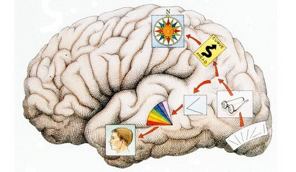Рис. 1. Схематическое представление признаков визуальных объектов, обрабатываемых зрительной корой