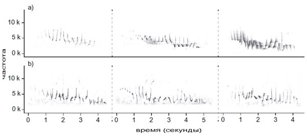 Рис. 2. Спектрограммы пения самцов пеночки-веснички на местах гнездования в Европе и на зимовках в Африке