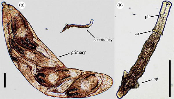 a — крупная «первичная» редия, набитая развивающимися церкариями, — представитель размножающейся касты, и мелкая «вторичная» редия-солдат. b — увеличенное изображение «вторичной» редии. Изображение из обсуждаемой статьи в Proceedings of the Royal Society B