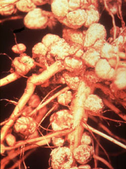 Клубеньки на корнях сои. Бактерии-ризобии, живущие в клубеньках, переводят атмосферный азот в доступную для растений форму (аммоний), получая взамен комфортные условия жизни и все необходимые питательные вещества. Фото с сайта www.uoguelph.ca