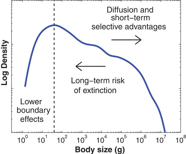 Рис. 1. Распределение массы тела для 4002 «рецентных» (современных и вымерших в позднем четвертичном периоде) видов сухопутных млекопитающих. По оси X — масса тела в граммах. По оси Y — относительное число видов (обе шкалы логарифмические). Модальный класс приходится на зверей с массой тела около 40 г, но, как хорошо видно из графика, крупных млекопитающих гораздо больше, чем мелких. Стрелка, обращенная вправо, — тенденция к увеличению размера тела, обусловленная кратковременным преимуществом более крупных организмов. Стрелка, обращенная влево, — тенденция к уменьшению размера, обусловленная высоким риском вымирания крупных форм. В левой части графика вступают в действие ограничения минимального размера (связанные главным образом с энергетикой). Рис. из обсуждаемой статьи в Science