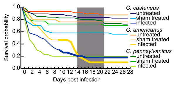 Рис. 2. Развитие грибной инфекции у трех видов муравьев