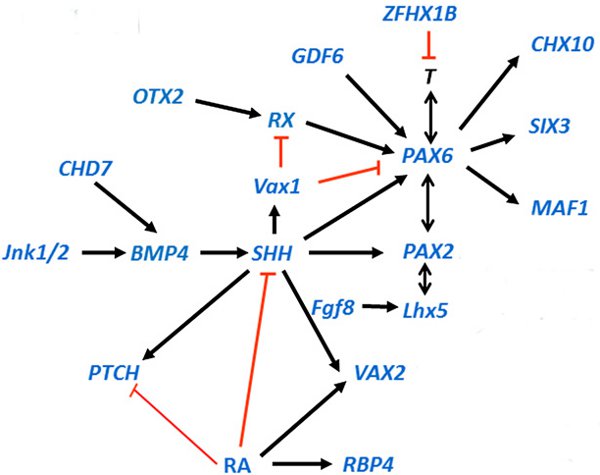 Рис. 4. Генная сеть, управляющая развитием глаза у человека