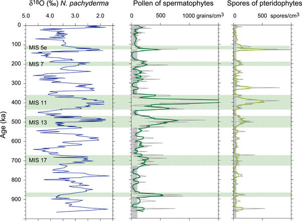 Результаты анализа колонки осадков со станции 646 в Северной Атлантике. Шкала по вертикали — тысячи лет от настоящего момента. Левый график — относительное содержание изотопа кислорода 18О в раковинках фораминиферы Neogloboquadrina pachyderma. (Шкала этого графика инвертированная: пикам на графике соответствуют понижения содержания тяжелого изотопа — периоды потеплений). График в центре — количество пыльцы семенных растений. Правый график — количество спор папоротникообразных. (Шкала на двух последних графиках — количество пыльцевых зерен или спор в 1 куб.см). Хорошо видно, что повышенная концентрация пыльцы и спор приходится на периоды потеплений. Рис. из обсуждаемой статьи в Science