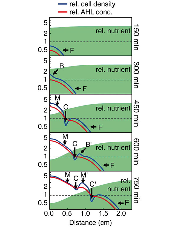 Рис. 3. Механизм образования полос в процессе роста колонии модифицированных бактерий. Рисунок из обсуждаемой статьи в Science
