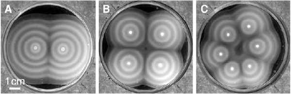 Рис. 4. Изысканные узоры, которые можно «нарисовать» модифицированными бактериями, если поселить их в двух, четырех или шести точках на питательной среде. Изображение из дополнительных материалов к обсуждаемой статье в Science
